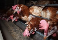 България е част от най мащабното разследване в света на ферми