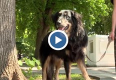 Глоби до 100 лева грозят нарушителите които не разхождат домашните