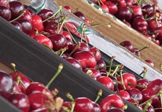 По пазарите ги продават по 10 леваЗаради почти нулева реколта