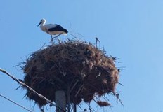 Жители подадоха сигнал към РИОСВ Русе за бедстващата птицаСлужители на Електроразпределение