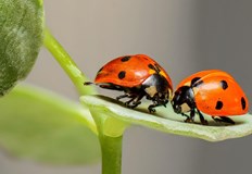 Влажното и топло време през май и юни създаде идеални