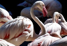 Неконтролираното напояване в селското стопанство отклони водата от района за