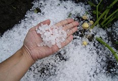 Ако действаме бързо и правилно голяма част от растенията могат