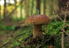 Манатарката поскъпва – очаква се цена от 19 лева за