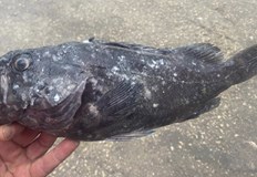 Предполага се че редкият вид е резултат от климатичните промени