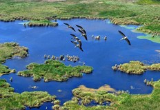 Къдроглавият пеликан изчезна от резервата заради критичното маловодиеМеждуинституционален план за