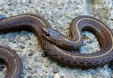 Георги Ботев от Планинската спасителна служба обясни какво да правим