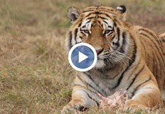 МОСВ призна че митническите проверки по границите с ЕС липсват