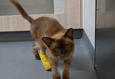 Девет месеца Пабло от Австралия претърпя мозъчна травма но се