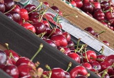 Търговци на череши глобени за спекулативен скок на цените на