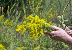 Празникът съвпада с лятното слънцестоене и има корени в древните