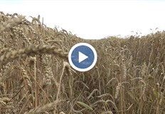 Милен Коев от Дунавско зърно Засега не можем да предвидим