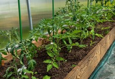 Правилното отстраняване на листа увеличава добива но запазването на дръжките