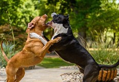 Неправилното отношение към домашните любимци води до агресия и ухапванияГодишно