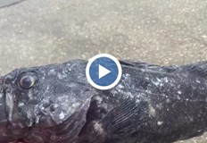 Климатичните промени донасят над 20 нови вида риби от Атлантика