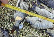 Нарушителите са уловили маломерна риба от вида шаран в общинския