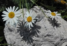 Повечето дни ще са слънчевиДо края на юни повечето дни