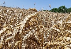 Съседната страна ще достигне 12 2 милиона тона най високото ниво