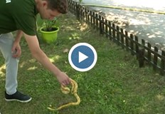 Общината получава около 20 сигнала годишно но все още няма