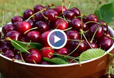 Скандални цени на черешите карат производители да търсят нови решенияВносни