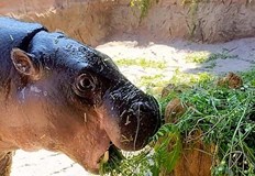 Малкият хипопотам Майло започва нов живот в Софийския зоопаркЕдногодишният мъжки