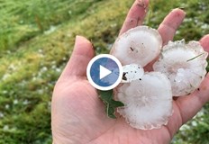 В Гърмен и Рибново 100 от земеделската продукция е съсипана