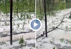 Ледени късове големи като орех унищожиха реколтата в селата Рибново