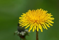 Научни изследвания показват обещаващи резултатиГлухарчето Taraxacum officinale от семейство Asteraceae