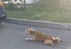 Тялото на животното е било в колата на брата на