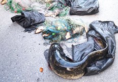 Иззеха шест хрилни мрежи и близо 40 килограма риба която