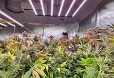 Двама задържани отглеждали канабис за над 270 000 лева в