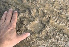 Седем дни издирване без успех 50 фотокапана не засякоха следи