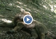 Стадото край язовир Студен кладенец вече наброява 22 животниПрез последните