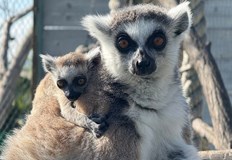 Посетителите могат да видят новородени от 12 различни вида животни