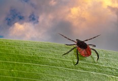 Домашен репелент срещу кърлежи ни спасява през лятотоЛетните излети сред