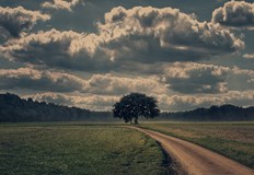 Дъждовните капки – транспортно средство за смъртоносни бактерииТрилиони бактерии гъбички