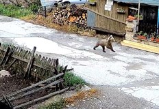 Косматият посетител беше заснет от камери за видеонаблюдениеНеобичайна среща с