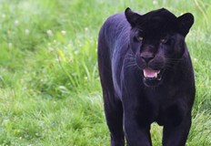 Ловен експерт със сертификат от Намибия помага в издирването на