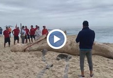 Животното е било намерено от ранни посетители на плажа Бара