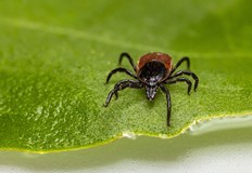 Турция разработва първата в света ваксина срещу Кримска Конго хеморагична трескаБроят