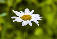 Русе и Видин с най високи стойности в страната морската вода