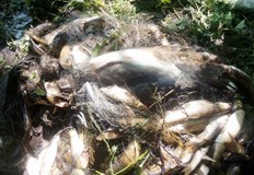 Инспекторите извадиха 30 метрова хрилна мрежа с 12 килограма черна мряна