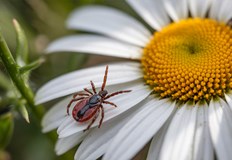 Районите ще се обработват всяка сутрин между 6 и 7 30