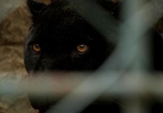 Изпратеният екип от жандармеристи не е открил следи от животнотоПолицията