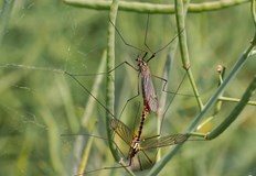 Третирането ще обхване всичките 11 населени места от общинатаОт утре