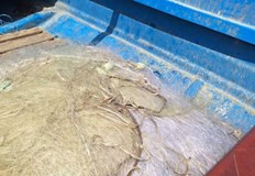 Инспектори спасиха и върнаха във водоема 16 килограма шаран и