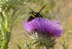 Управителят на дезинфекционна станция Санси обяснява защо не трябва да