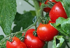 Неправилната грижа може да компрометира добива през лятотоУсукването на листата