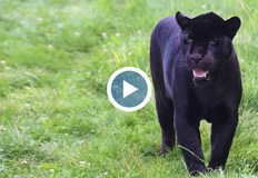 Властите поставиха стръв и 50 фотокапани но без резултатШести ден