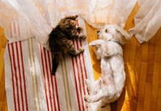 Домашните любимци укрепват имунната система на децатаЖивеенето с домашни любимци